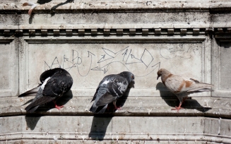 Pigeon Trio